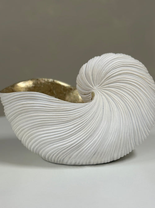 Aged white Nautilus Shell