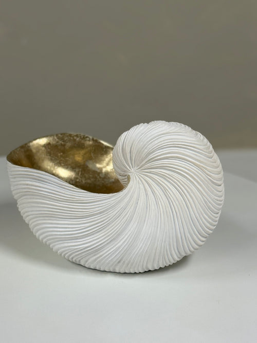 Aged white Nautilus Shell