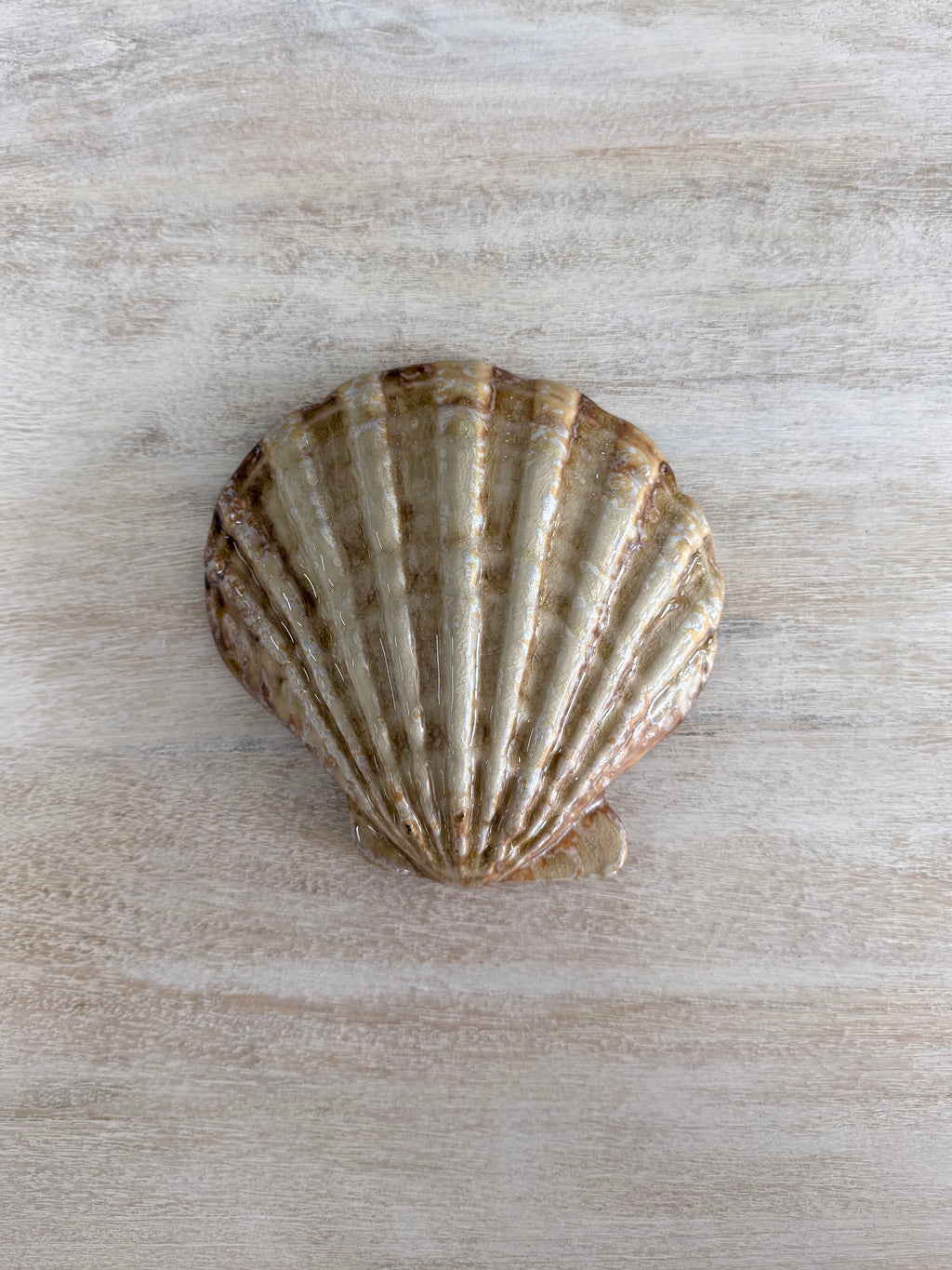 Ceramic Sea Shell