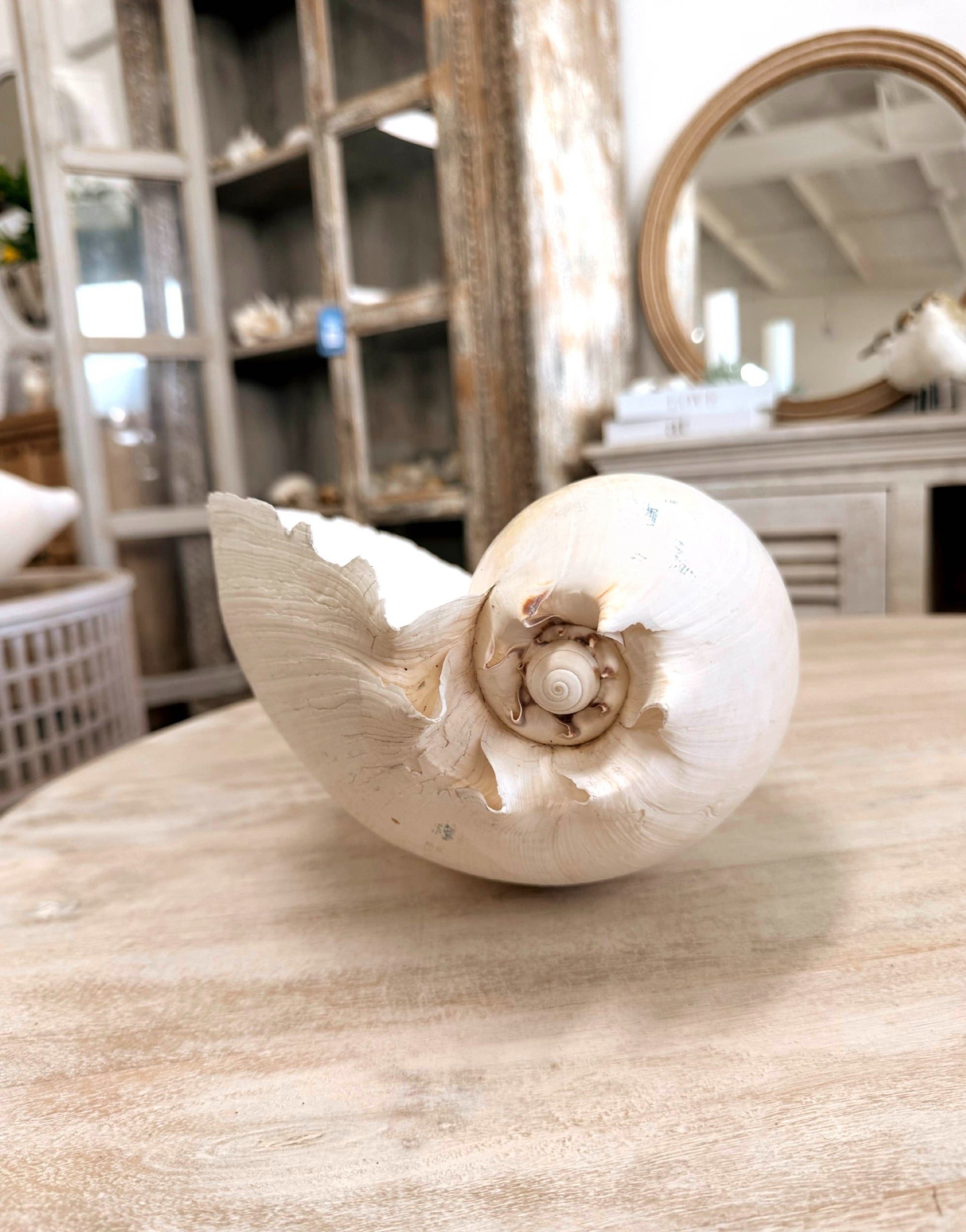 Antique Bailer Shell White