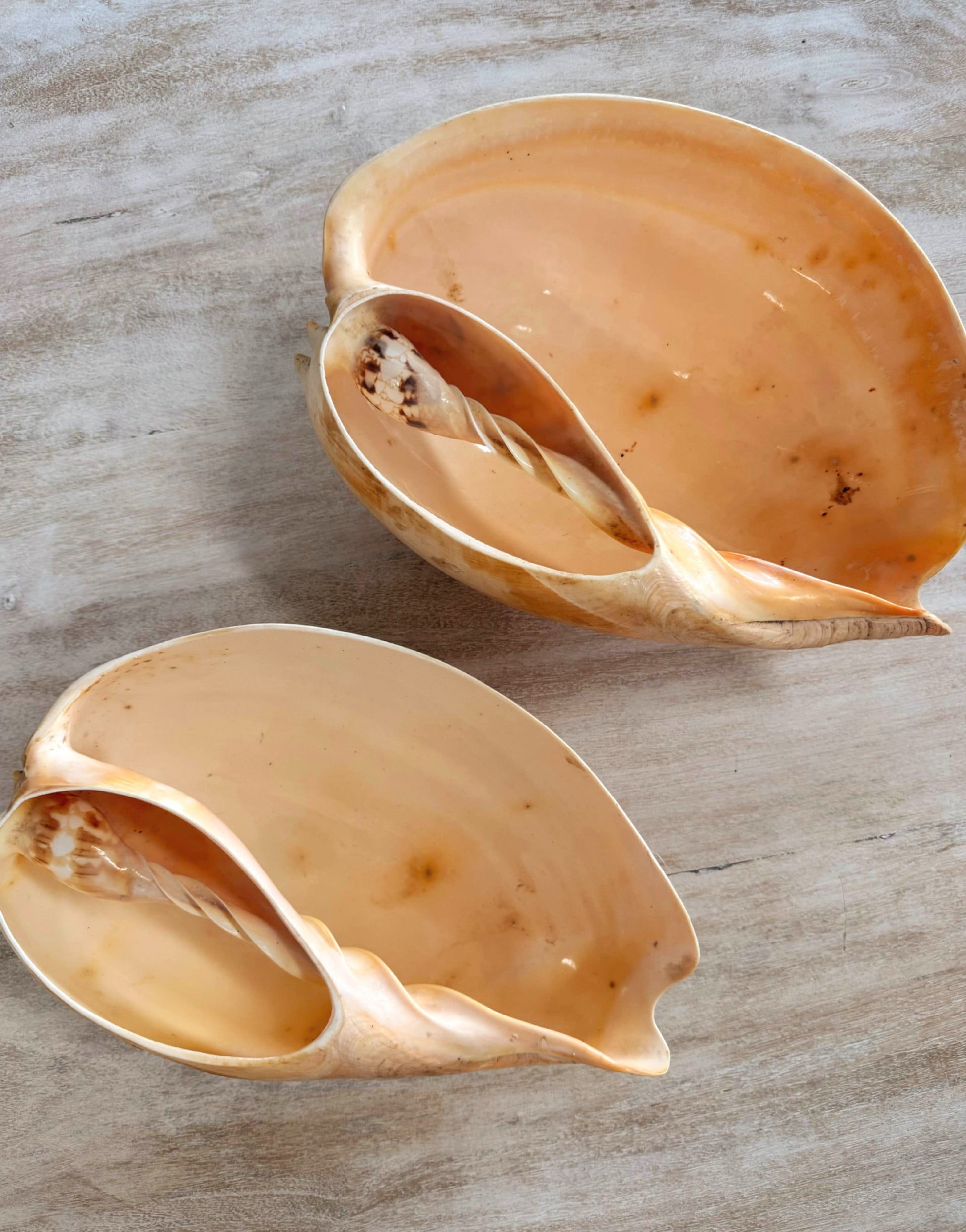 Vintage Shell Bowl - Large
