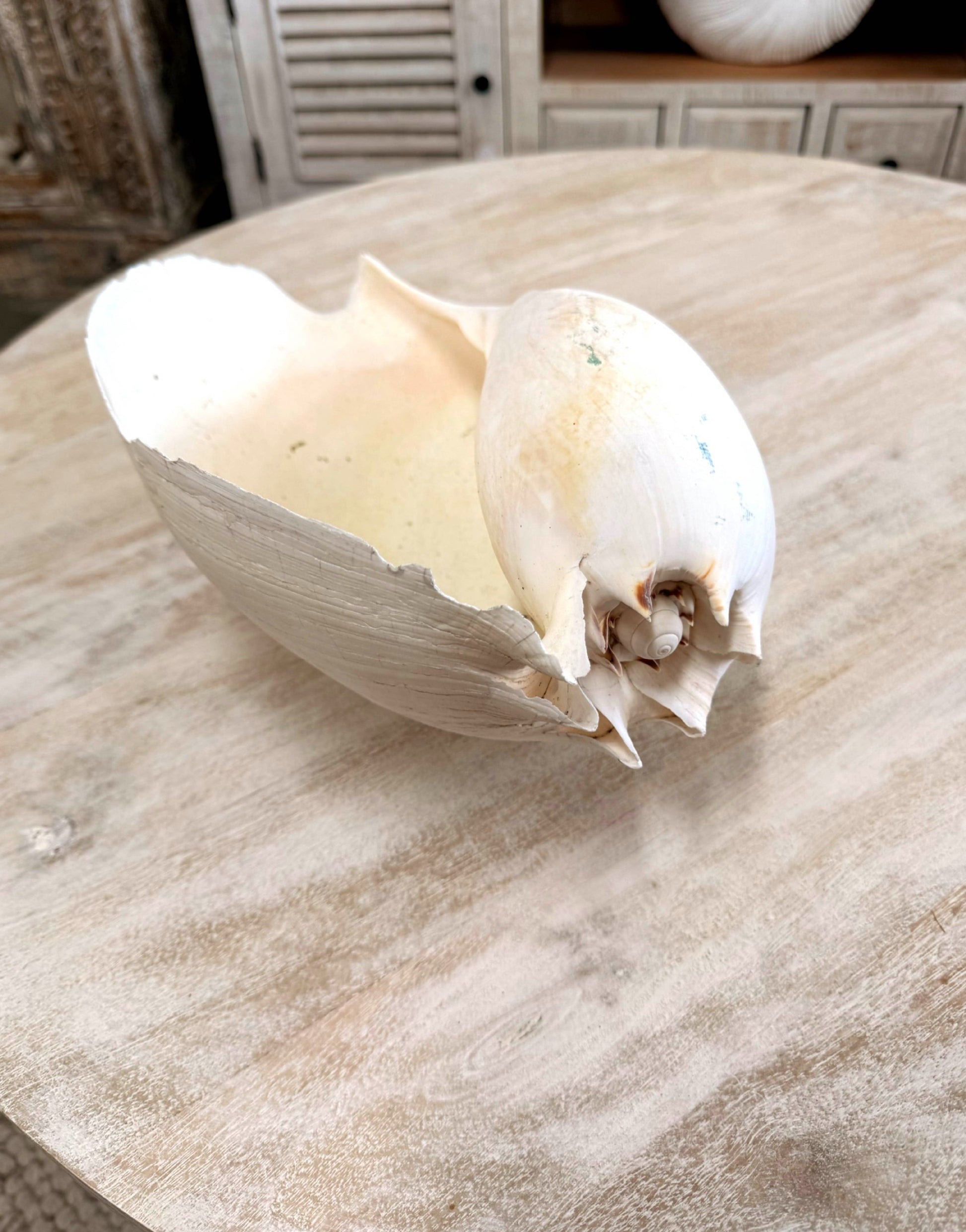 Antique Bailer Shell White