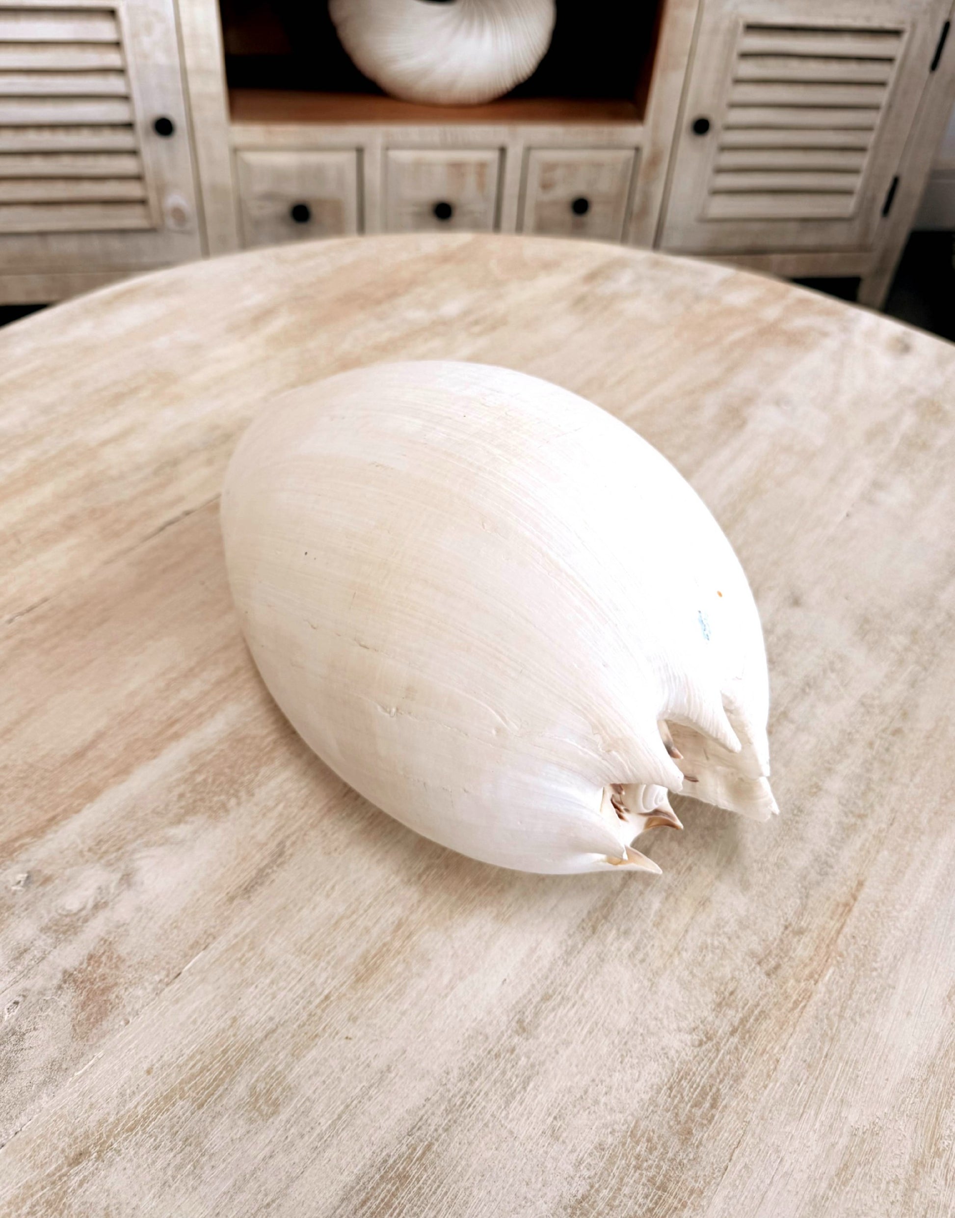 Antique Bailer Shell White
